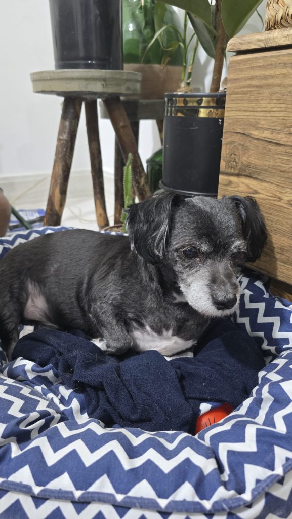 اشپیتز تریر