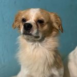 واگذاری رایگان