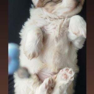 واگذاری شیتزو