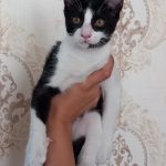 واگذاری رایگان گربه