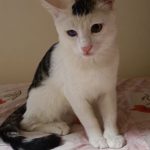 واگذاری  بچه گربه