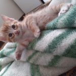 بچه گربه خانگی