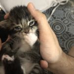 واگذاری پسر مهربون