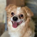 واگذاری رایگان