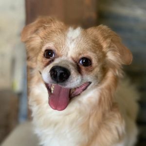 واگذاری رایگان