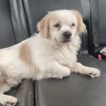 سگ شیتزو تریر واگذاری رایگان