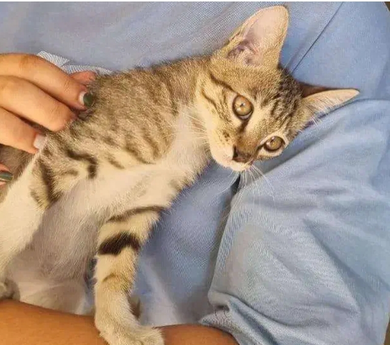 گربه ماده پنج ماهه مهربان و بانمک