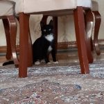 واگذاری رایگان گربه