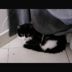 واگذاری گربه