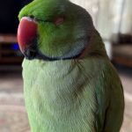 طوطی گم شده