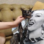 گربه کوچولو ۶ ماهه