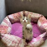 واگذاری توتَک خانوم