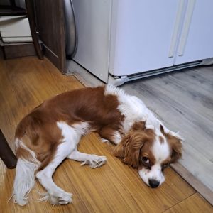 واگذاری رایگان سگ