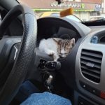 واگذاری توله گربه 1 ماهه DSH