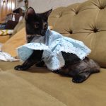 گربه کوچولو ۶ ماهه