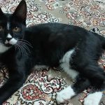 واگذاری رایگان گربه