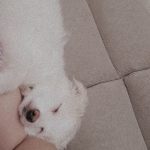 واگذاری پامر اشپیتز