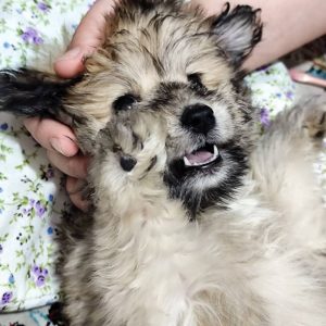 شیتزو پامر شیطون