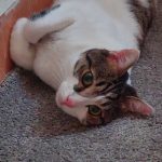 برفی ما نیاز به سرپرست مهربون داره