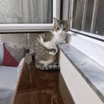 واگذاری گربه دی اس اچ