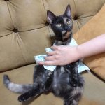 گربه کوچولو ۶ ماهه