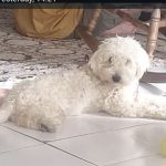 واگذاری سگ تریر