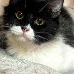 واگذاری گربه