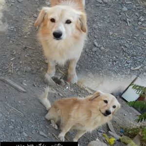 واگذاری رایگان ،به شرط سابقه داشتن پت