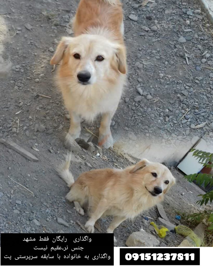 واگذاری رایگان ،به شرط سابقه داشتن پت