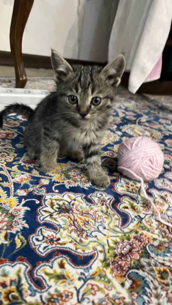 گربه‌های کوچولو و اهلی، آماده زندگی در خونه‌ی جدید