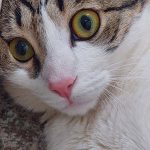 برفی ما نیاز به سرپرست مهربون داره