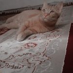 واگذار گربه Dsh