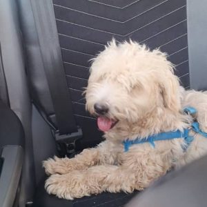 واگذاری سگ تریر