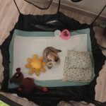 شیتزو پامر شیطون