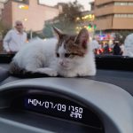 واگذاری توله گربه 1 ماهه DSH