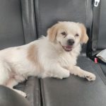 سگ شیتزو تریر واگذاری رایگان