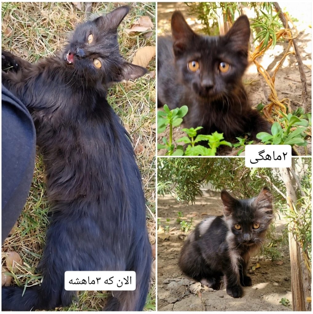 واگذاری گربه مشکیdmh