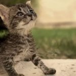 واگذاری بچه گربه 1 ماهه نر