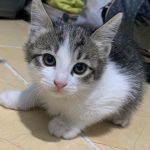 واگذاری بچه گربه