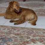 فوری گلدن رتریور