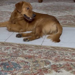 فوری گلدن رتریور