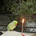 طوطی گم شده