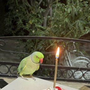 طوطی گم شده