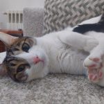 برفی ما نیاز به سرپرست مهربون داره