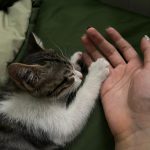 بچه گربه dsh واکسن زده