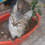 واگذاری بچه گربه