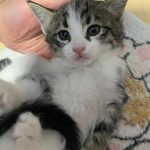 واگذاری بچه گربه