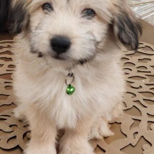 واگذاری سگ اپارتمانی