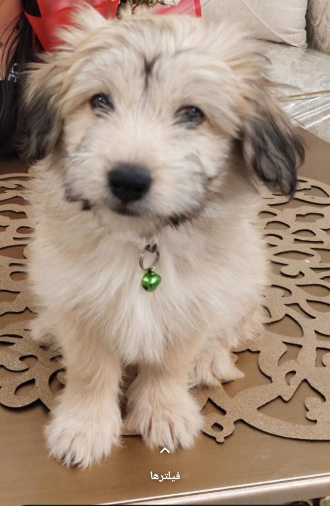 واگذاری سگ اپارتمانی