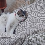 برفی ما نیاز به سرپرست مهربون داره